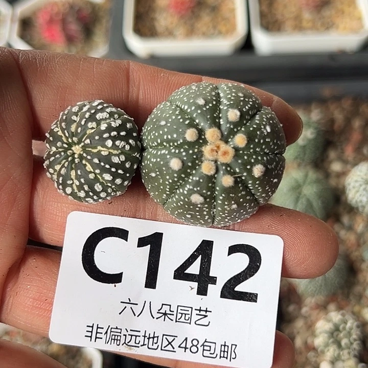 反****?2颗兜多肉11111111111