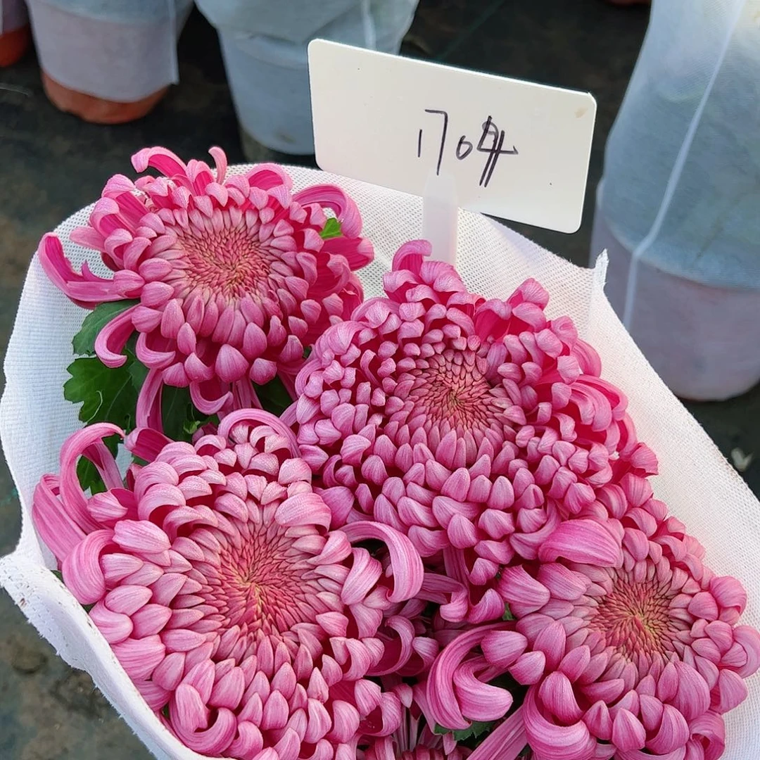 完全开放紫国华1704