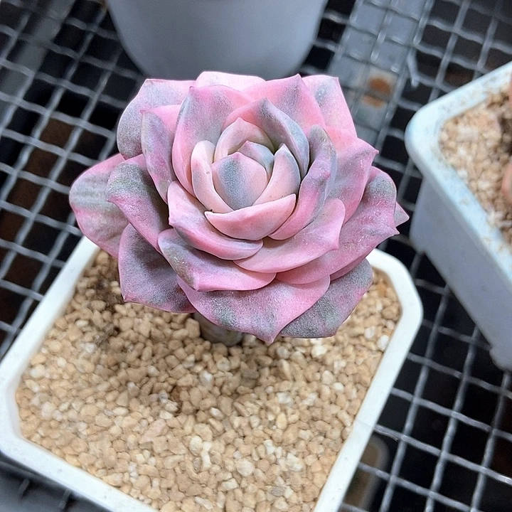 小***名可爱玫瑰彩锦多肉植物