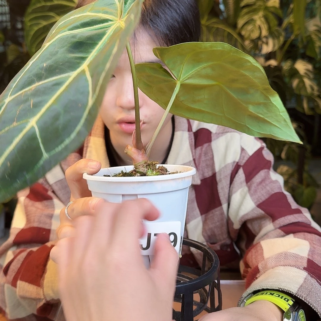 完全开放J79印尼寡妇杂黑丝绒