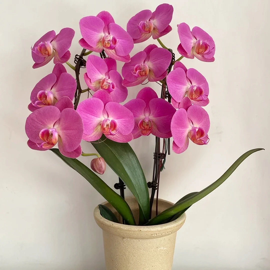 花花喜大王蝴蝶兰红苹果3.5寸杯根好苗壮叶子油绿【剪自然梗无花】
