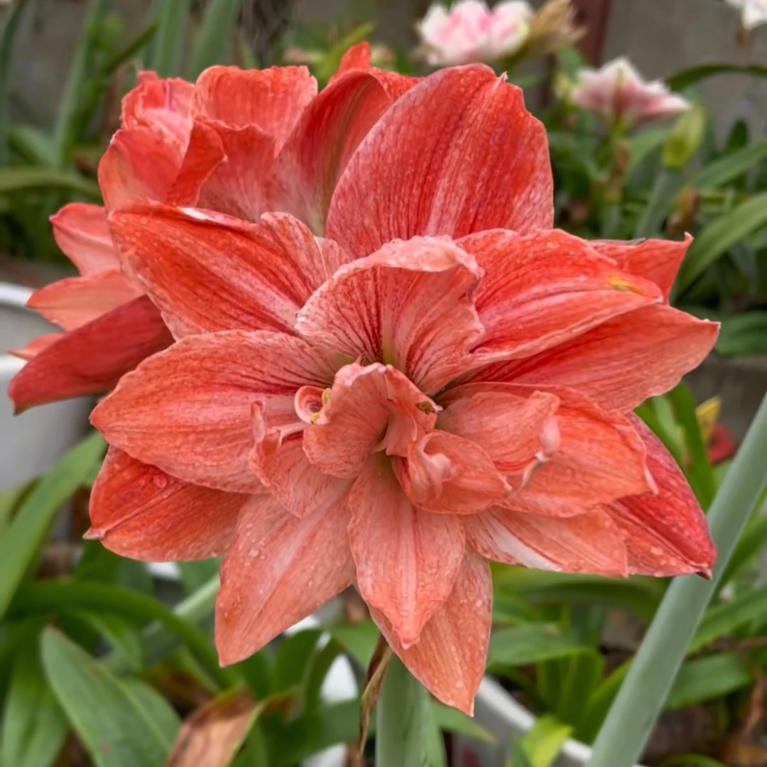 丘南朱顶红基地，佳期如梦（5cm➕，6cm➕，7cm➕）