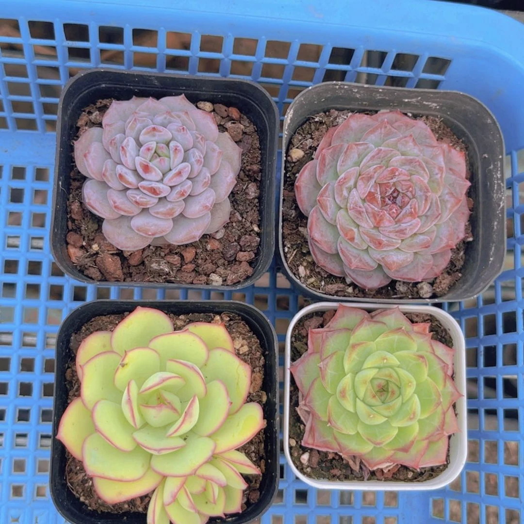 星星橙。葡萄珍妮。 牡丹亭。女王