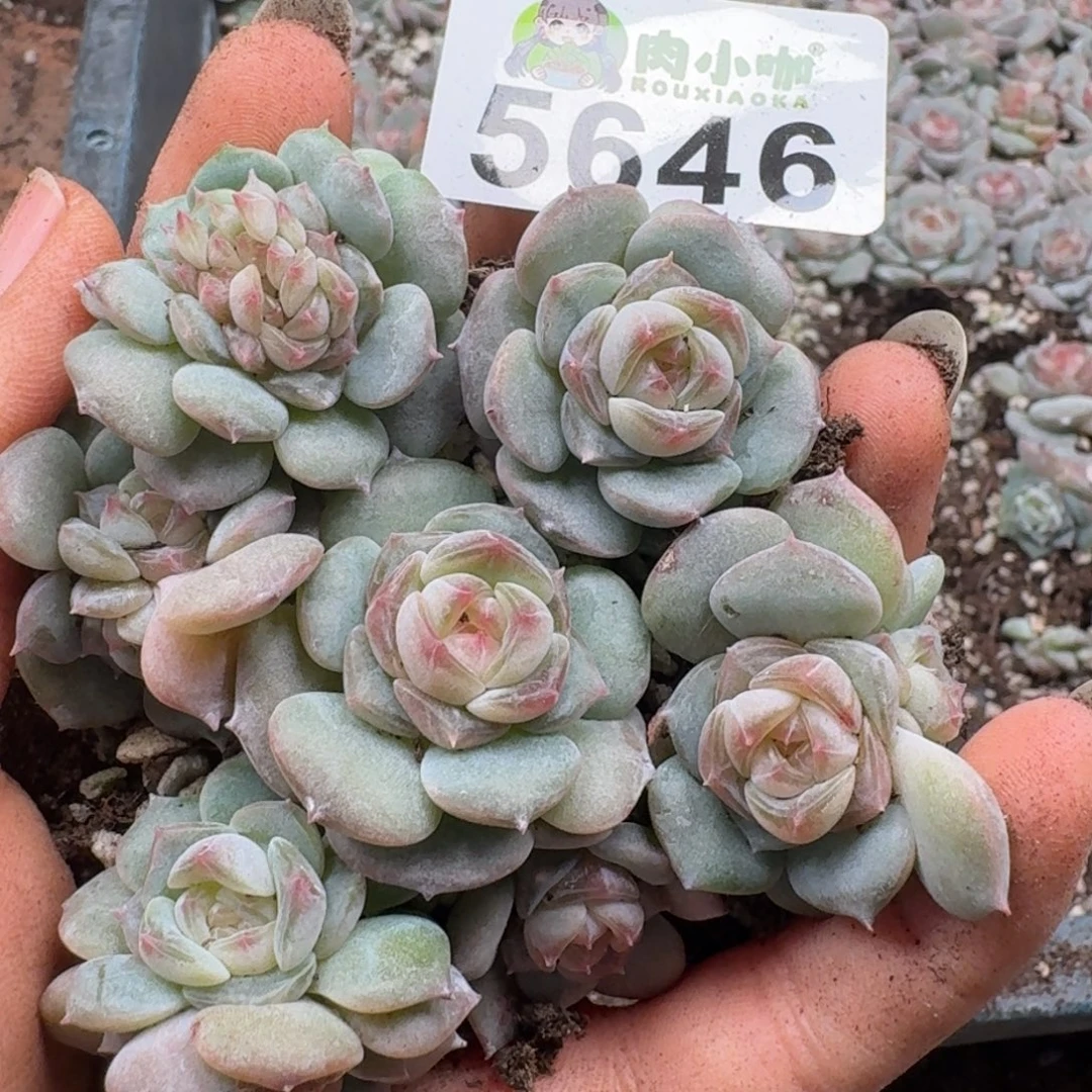 多肉植物多肉植物