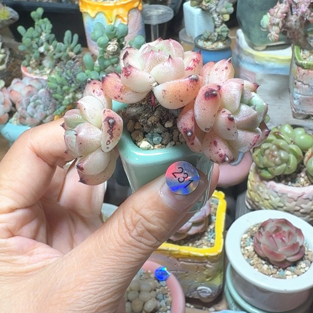 231 多肉含盆土30元包邮➗偏远地区