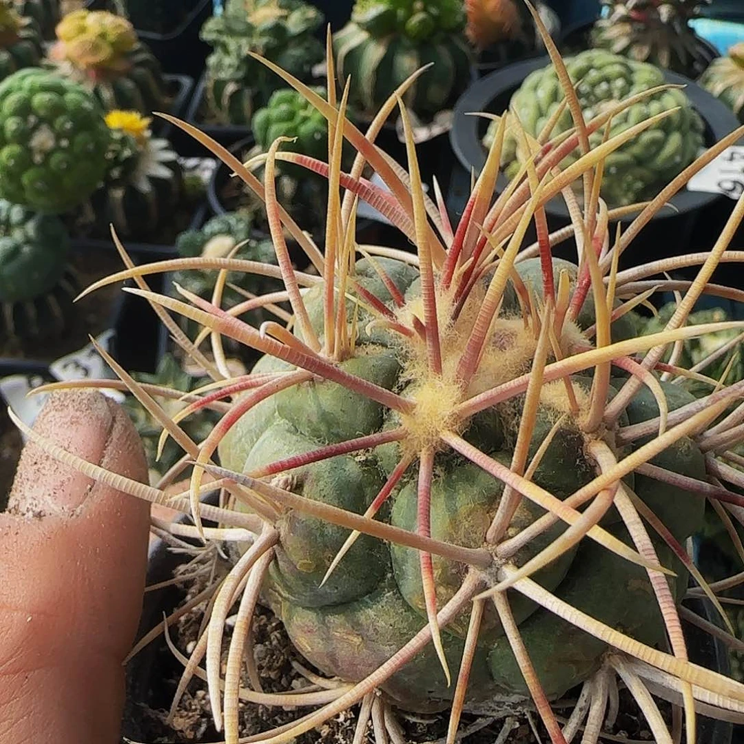 胖*旁绯冠龙138仙人球