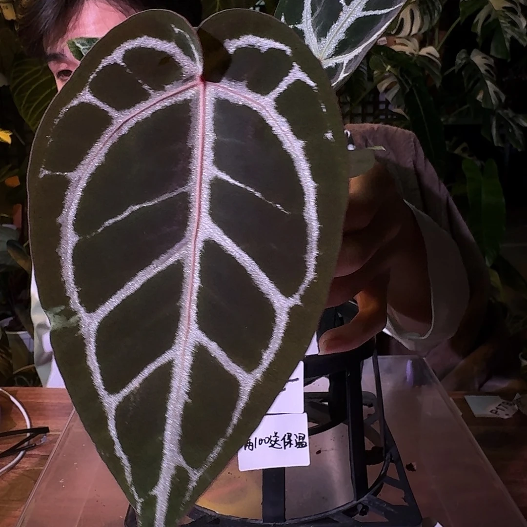 不开花植物G275红水晶米歇尔杂撕裂纹