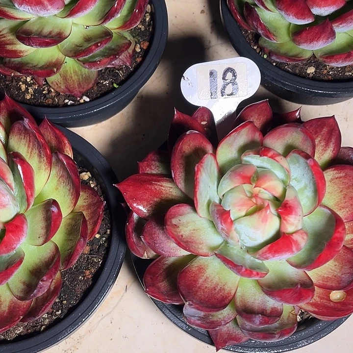 惊鸿仙子一物一拍