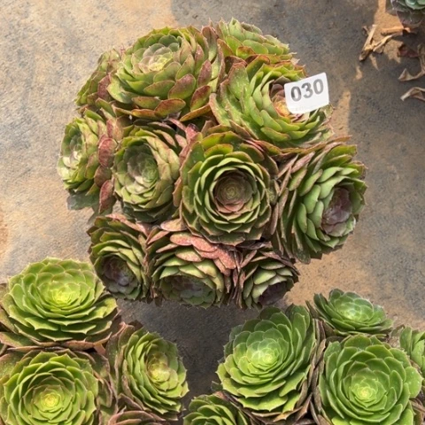 安*?030沙拉碗朵朵多肉