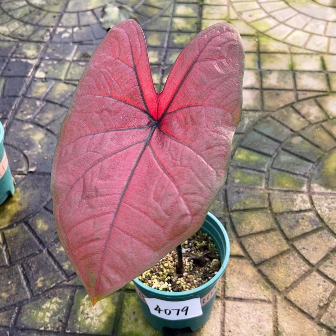 野***儿完全开放4079泰彩