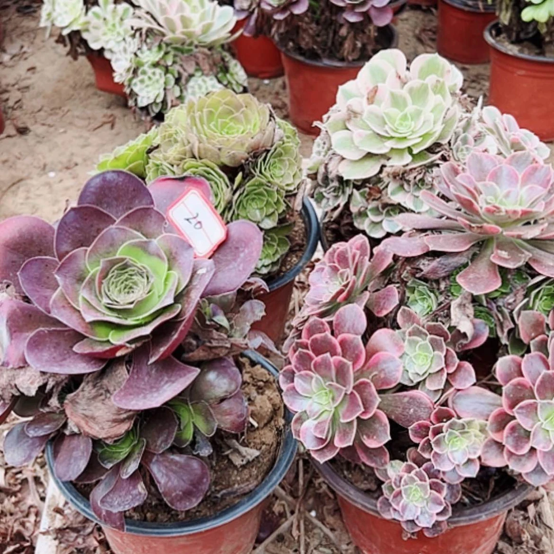 【闪购商品】无花朵y***华20号套餐4颗多肉植物