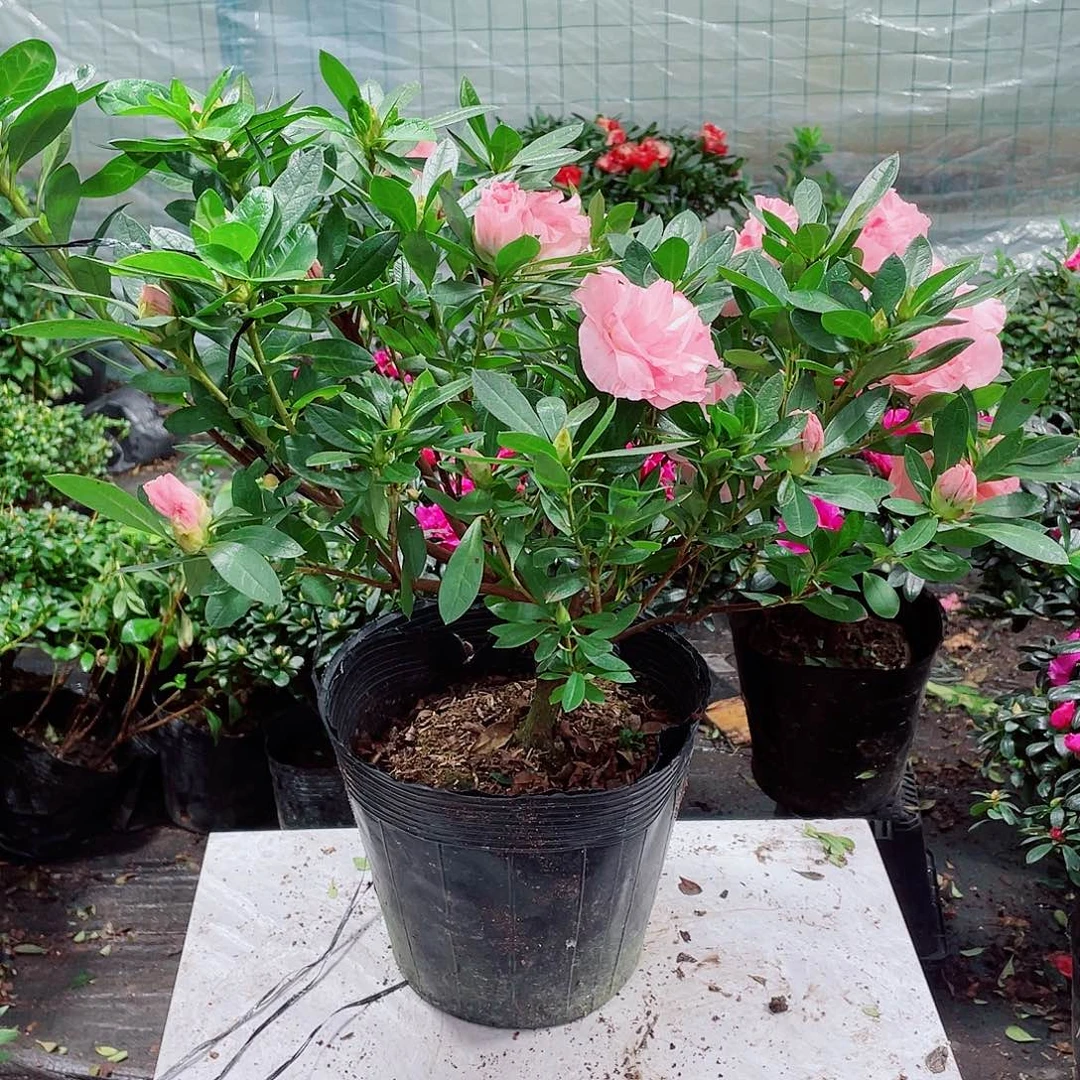 小***妹完全开放2棵桃梅锦杜鹃