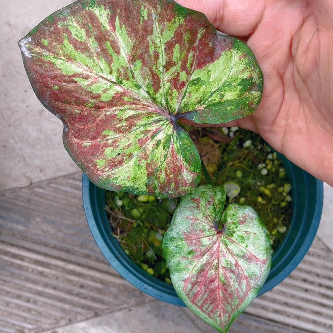 完全开放泰彩一物一拍34