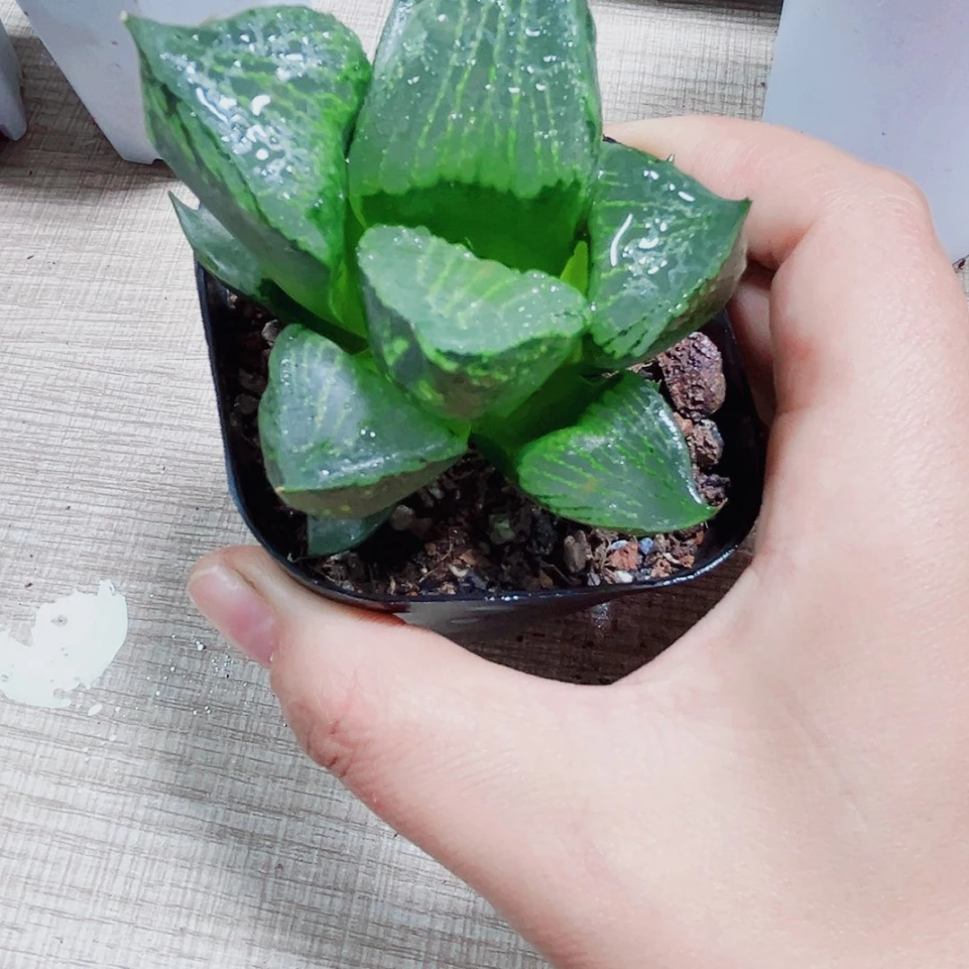 特价裹般若多肉植物666