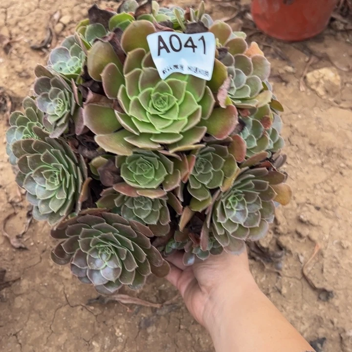 荷兰玫瑰多肉植物041.