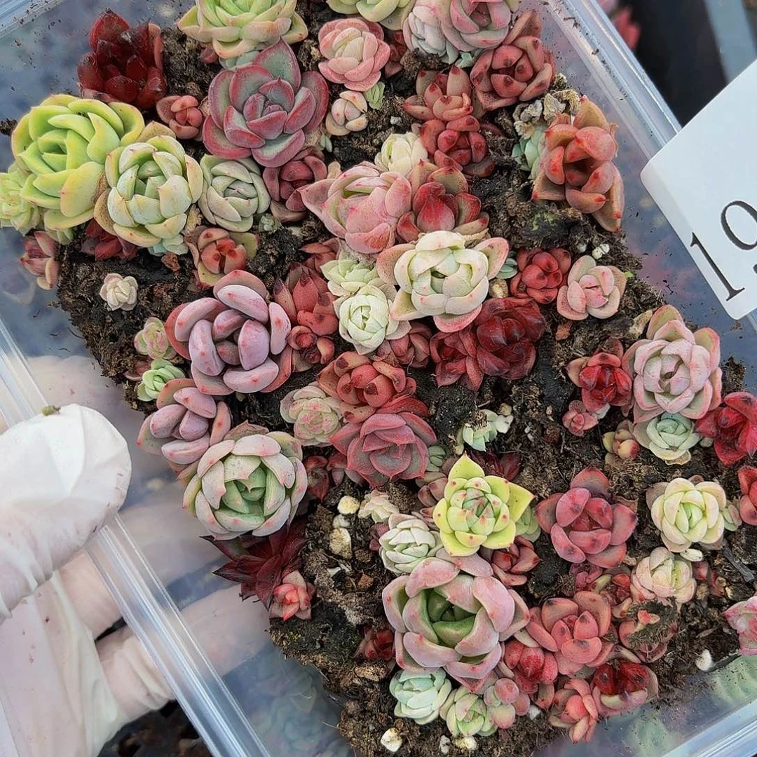 多肉植物多肉植物194