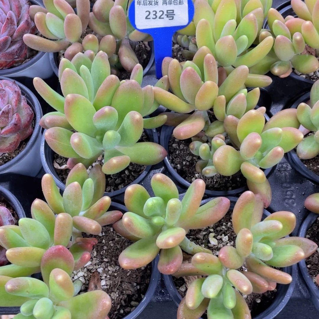 232号老桩多头金蝉群一个