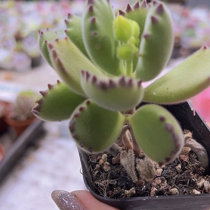 绿熊19包邮多肉植物