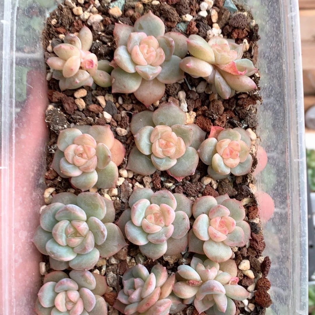 粉白珍妮优选。       37号