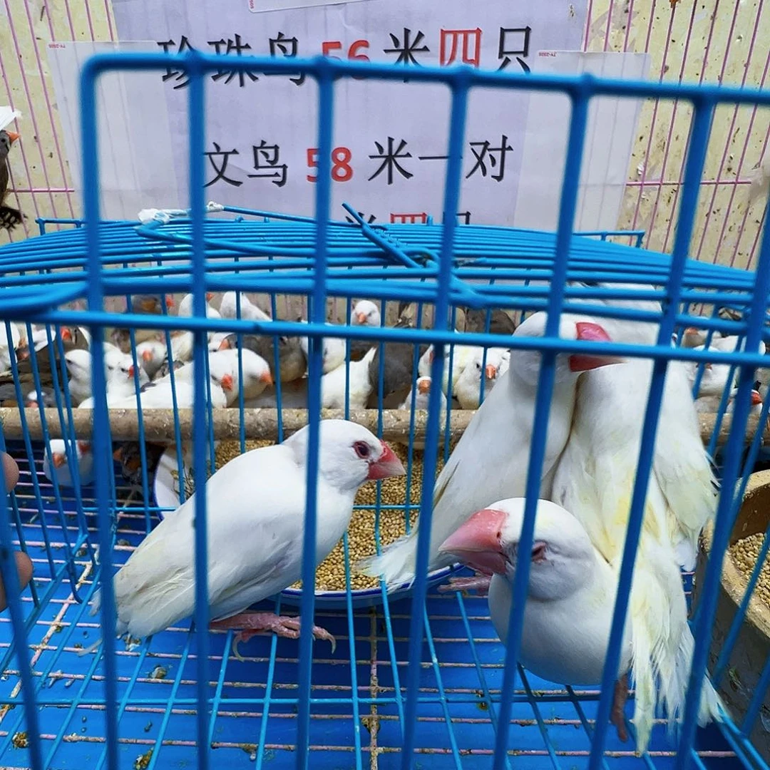 文鸟少毛文鸟四只包活三天