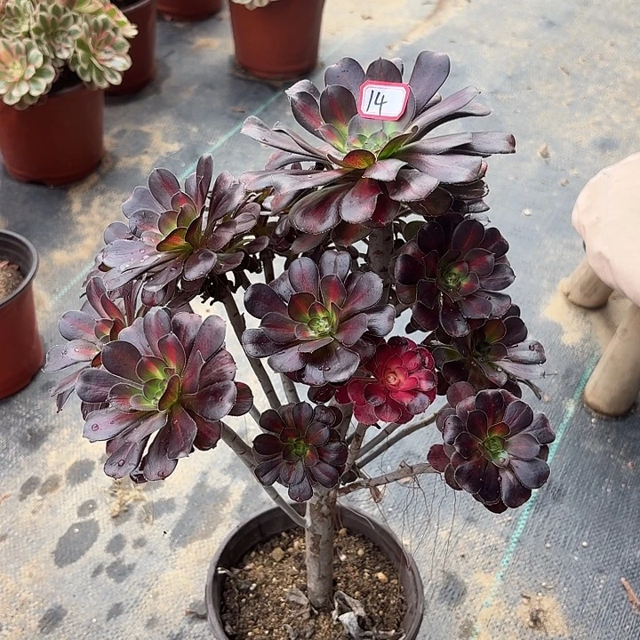 晚霞造型桩14法师多肉植物