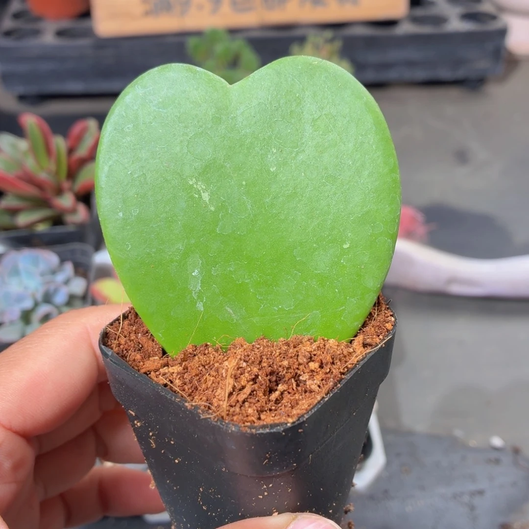 一片心多肉9.9包邮发货