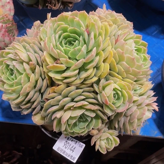 百*果昂斯诺90144多肉