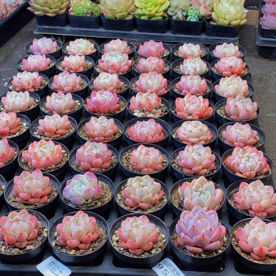 935多肉植物保护研究所所长助理