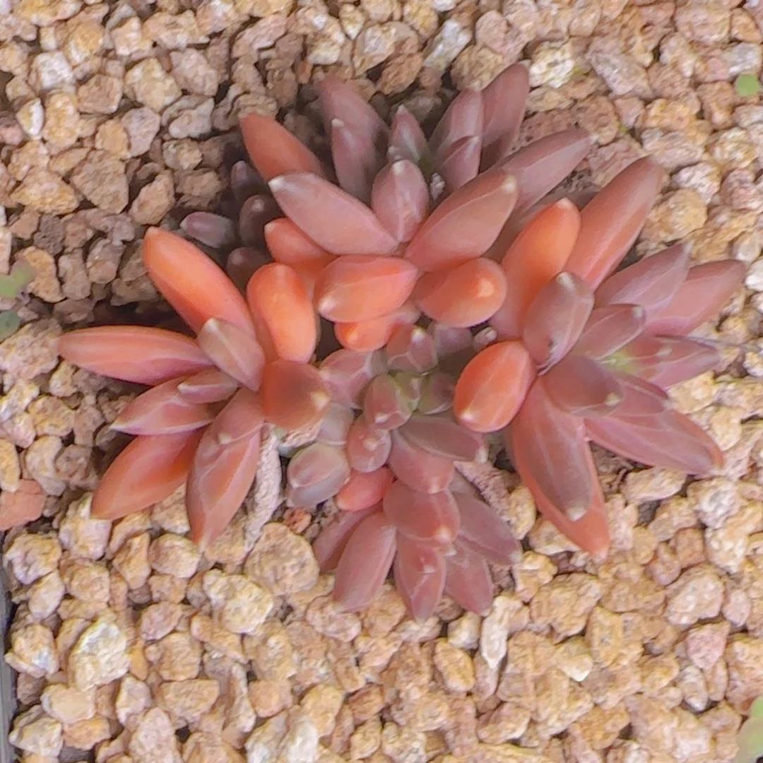 米*米豆发货1111111111111111