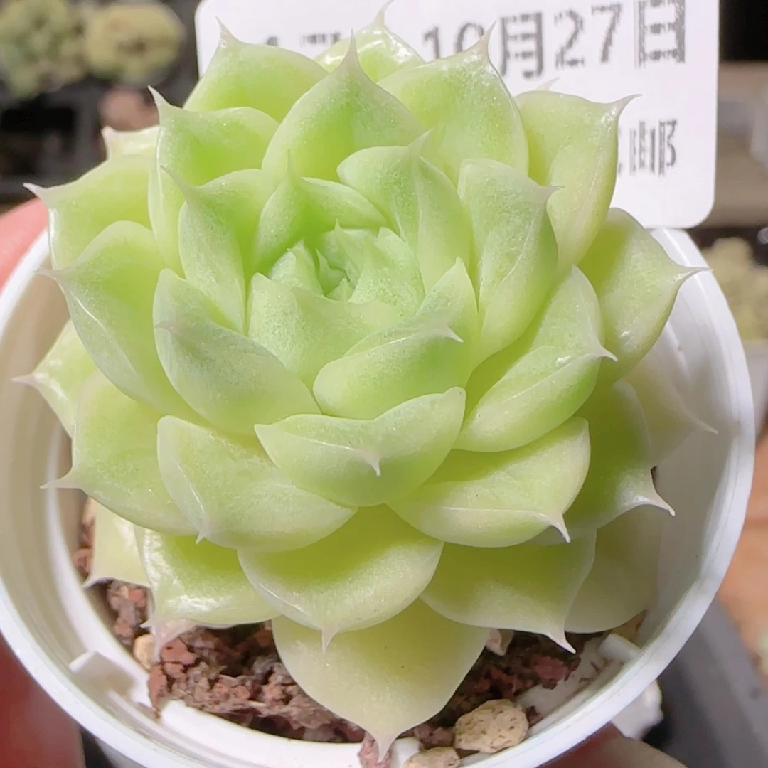 花语逸镜1027-176