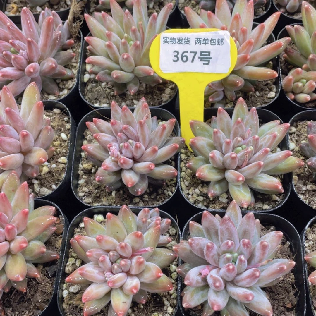 367号 全状态乌拉克拉单头起一个