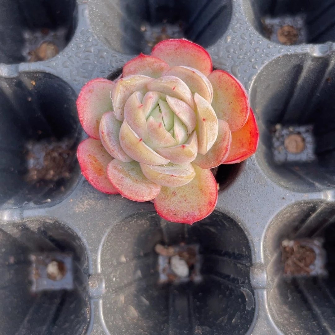 贝瑞多肉9.9包邮发货