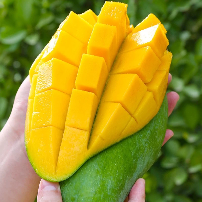 【粉丝福利】云南头茬大青芒带箱5斤装 催熟食用