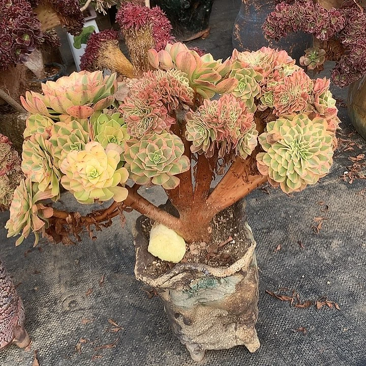 轮回朵朵脱土发货啊