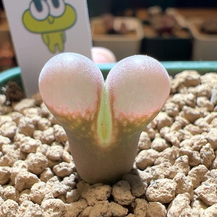 65。优选3年鼓鼓窗 pv1089鲑鱼粉。