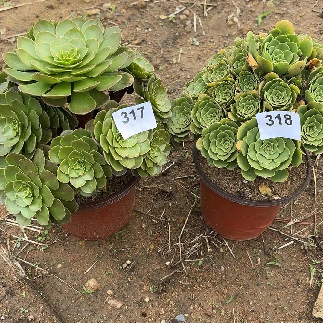 家***福万圣节绿羊绒两颗317.318