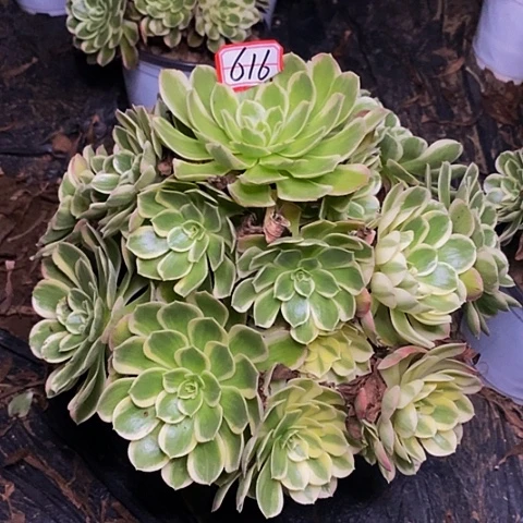 孔雀翎老桩捧花616号