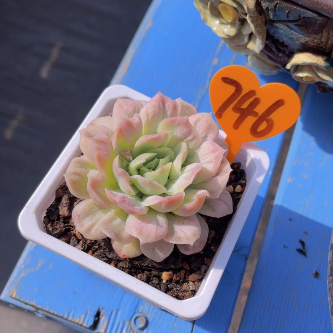 v****a946号多肉植物一物一拍