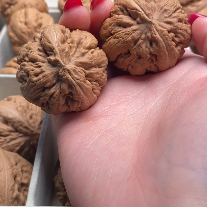 狼***性霸王龙全品无修一刀没动