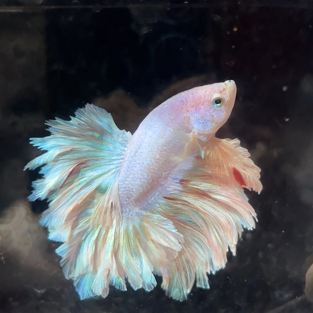 斗鱼9号毛绒绒的绣球清货价