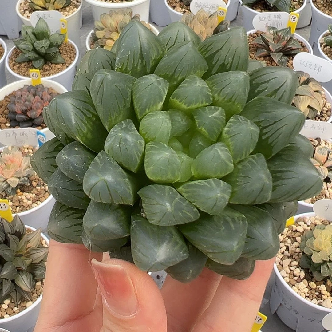 江***帆玉露111111111111111111111111