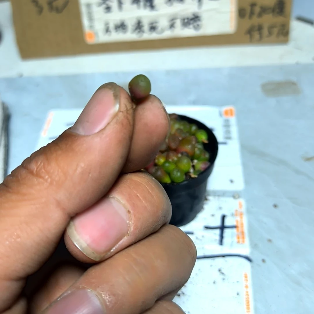 满6元包邮，毛汗尼巨小14棵售后八条腿