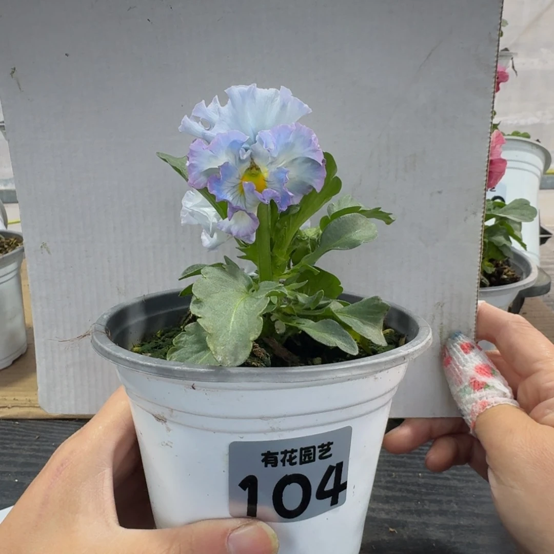 全部花朵104号角堇
