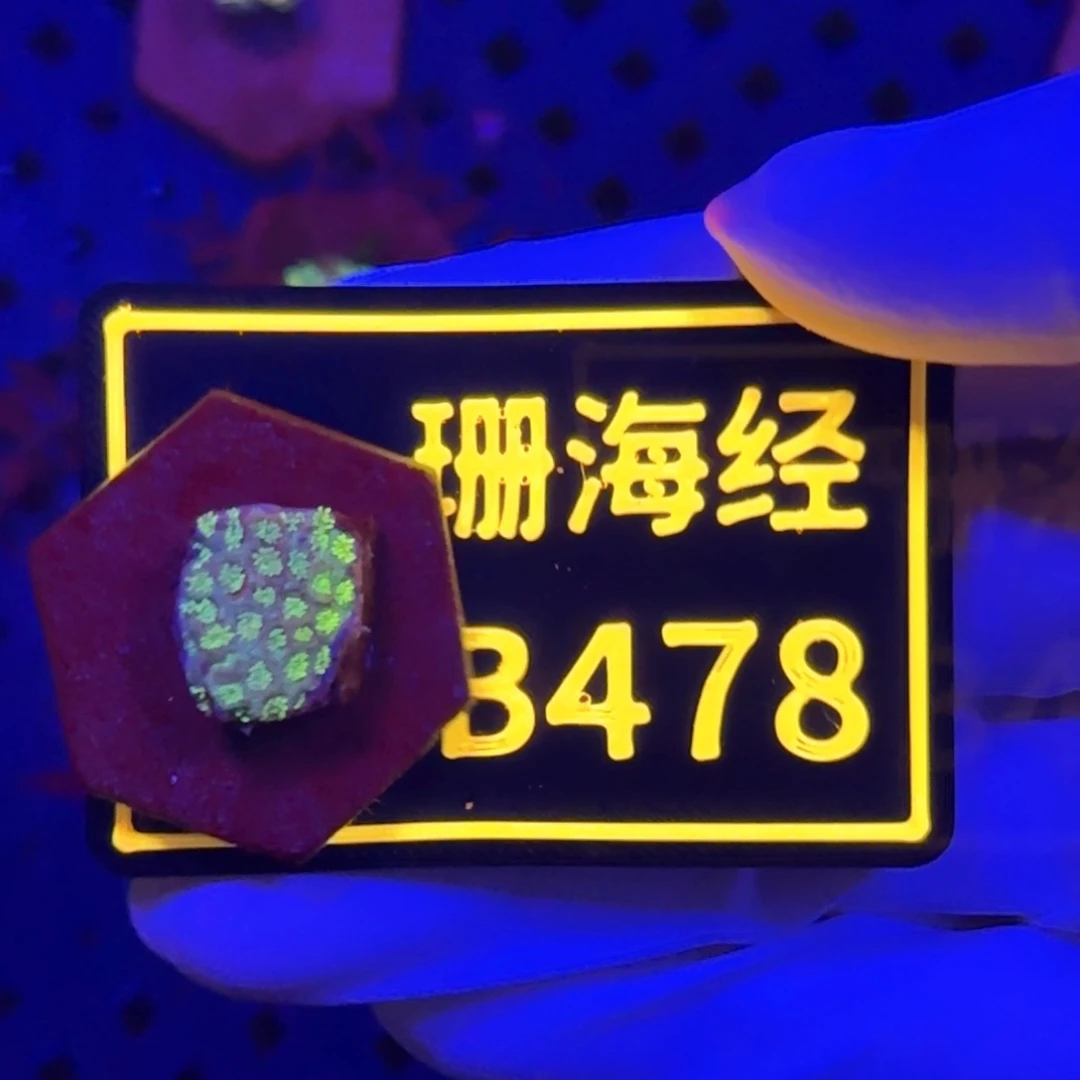 阳***城纽扣珊瑚又又不包邮澳彩切件B478