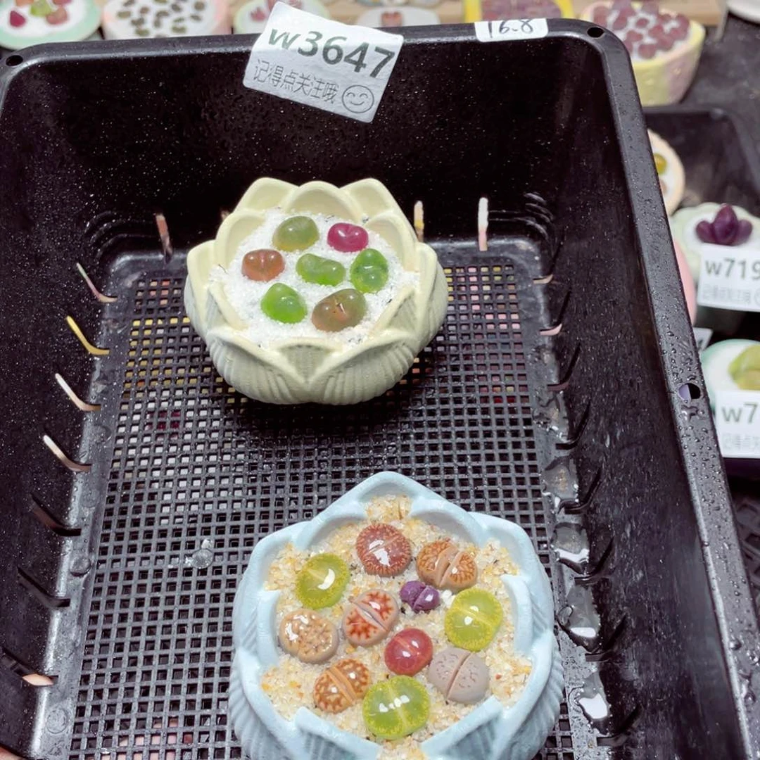 w3647 -零下地区拍保温箱-15支持寄养