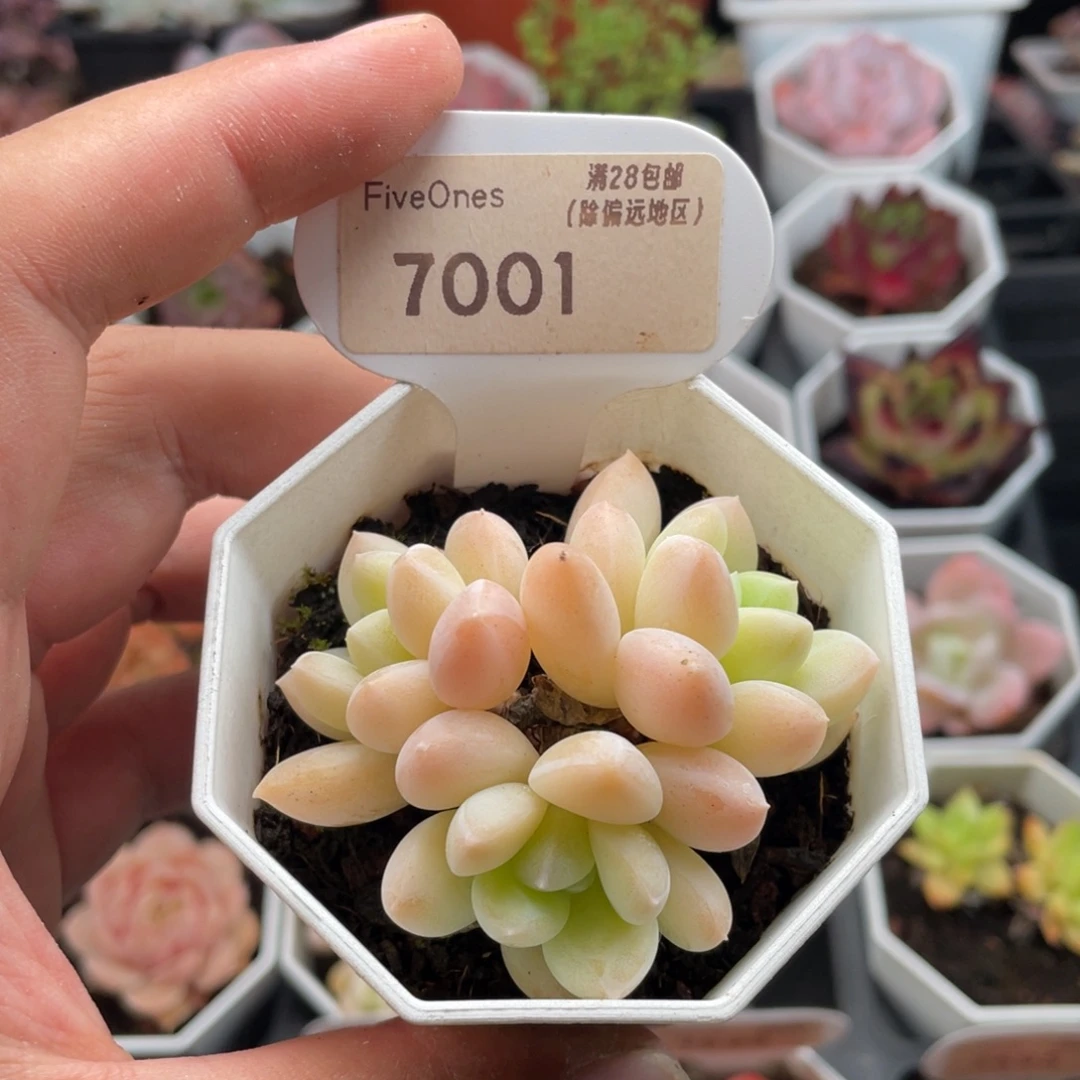 阮林玉7001-6厘米