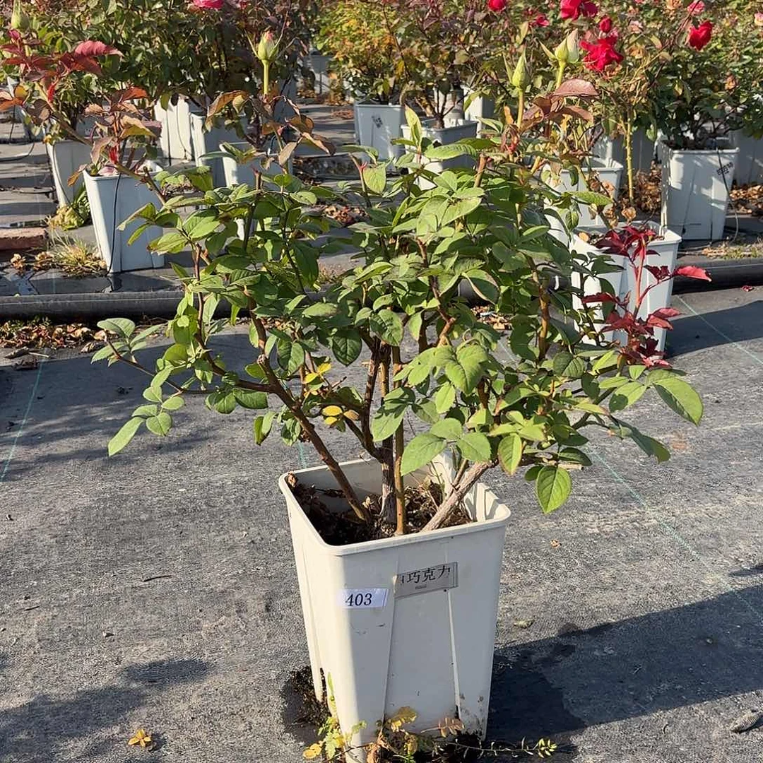 当前无花朵，栽培后可花朵403