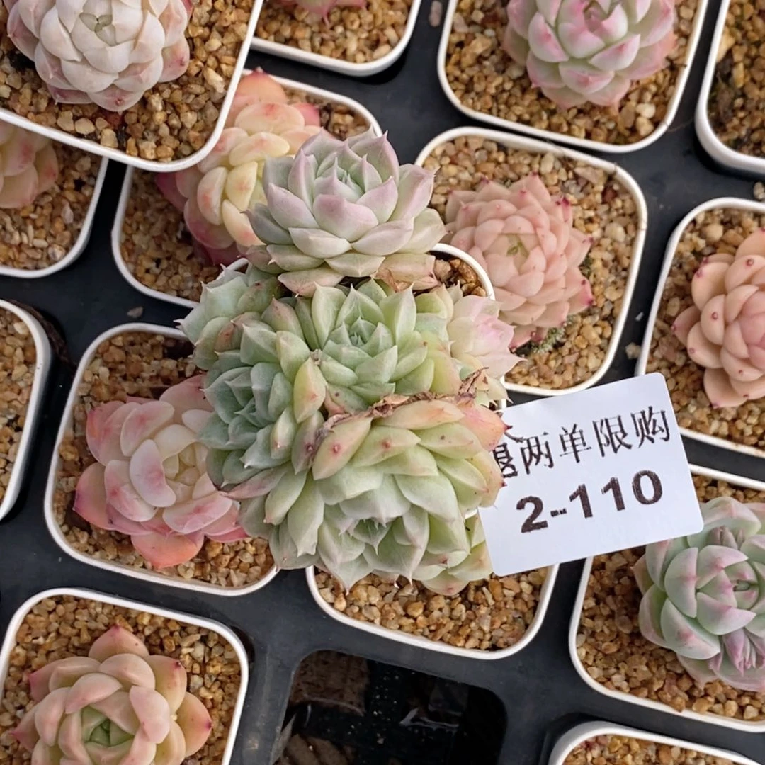 W***Y2-110 新疆西藏内蒙不发货多肉