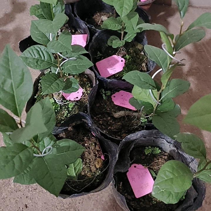 无花朵希望之A金弹子嫁接