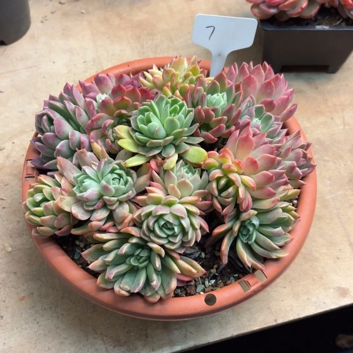 多肉植物，红女巫7号